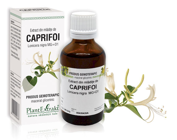 mladite-caprifoi Extract din mlădiţe de Caprifoi negru - Lonicera nigra MG=D1, 50 ml - imagine 1