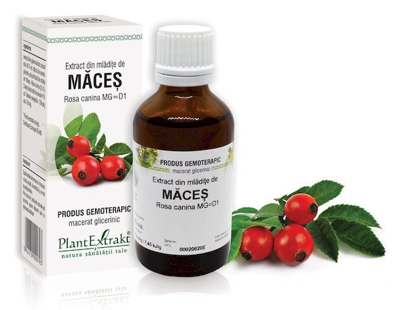 mladite-maces Extract din mlădiţe de Măceș - Rosa canina, 50 ml - imagine 1