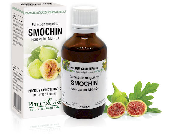 muguri-smochin Extract din muguri de Smochin - Ficus carica, 50 ml - imagine 1